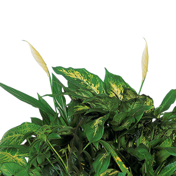 Sympathy Plants