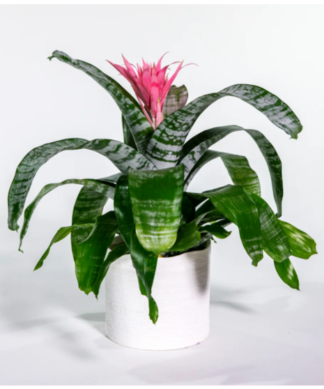 Silver Vase Bromeliad