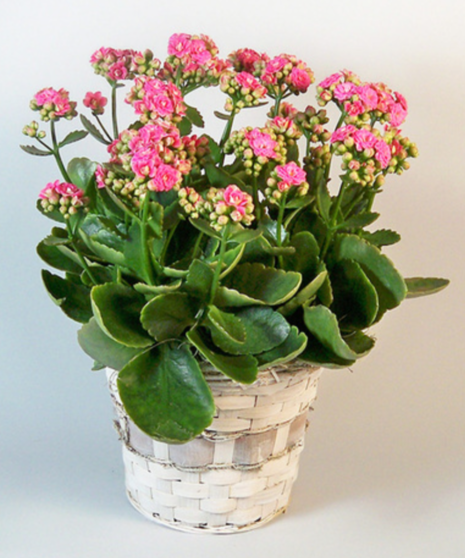 Blooming Kalanchoe