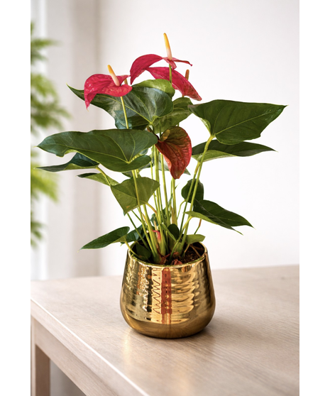 Anthurium - Gold Container