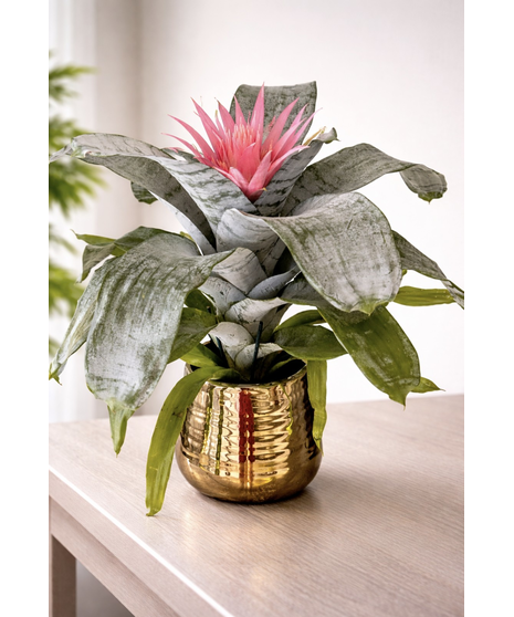 Pink Bromeliad - Gold Container