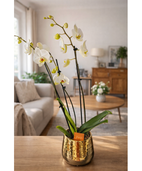 peace lily plant in wicker basket