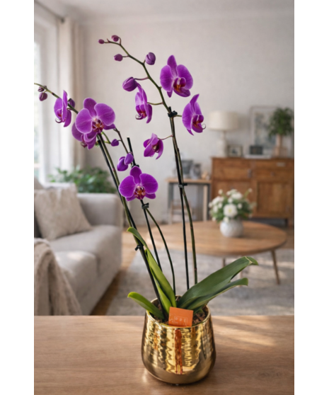 Phalaenopsis Orchid - Gold Container