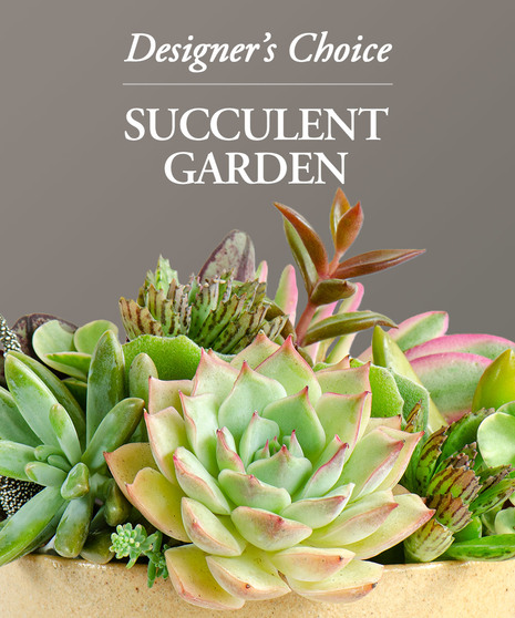 Designer's Choice - Succulent Garden