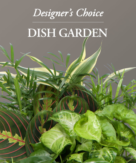 Designer's Choice - Dish Garden