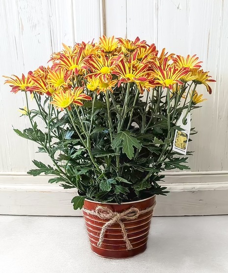 Flowering Plants