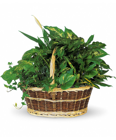 Garden Basket - Green Plants