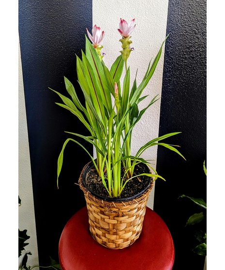 Siam Tulip