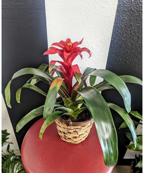 Bromeliad