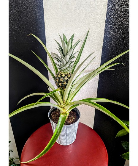 Pineapple