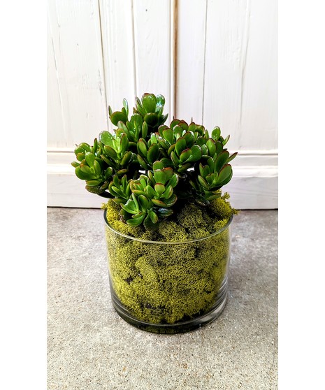 Jade Plant