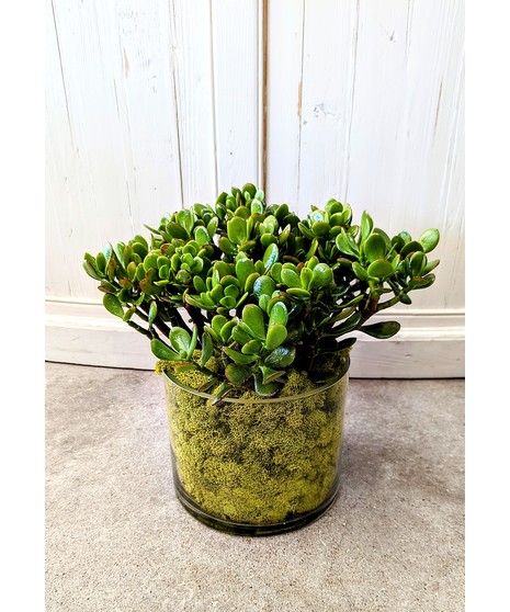 jade plant