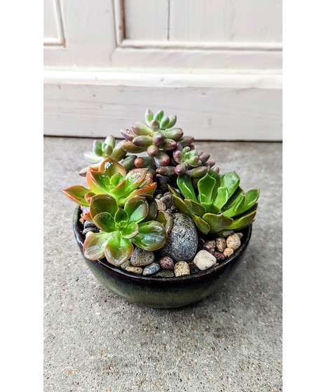 succulent garden