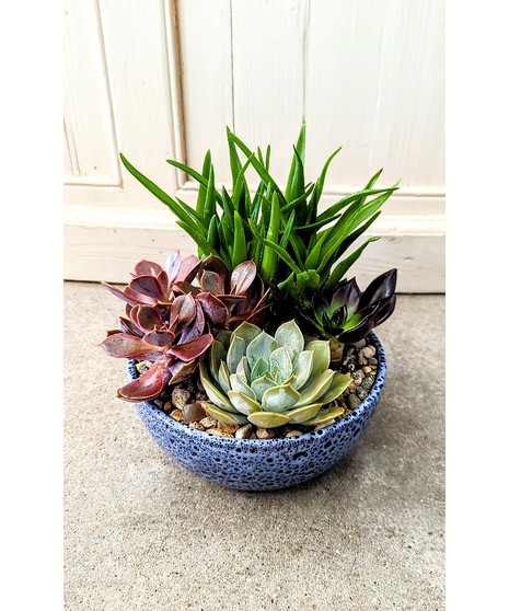 Succulent Garden
