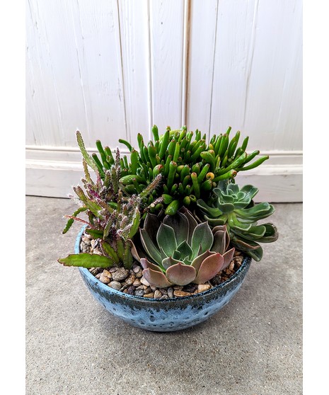 succulent garden