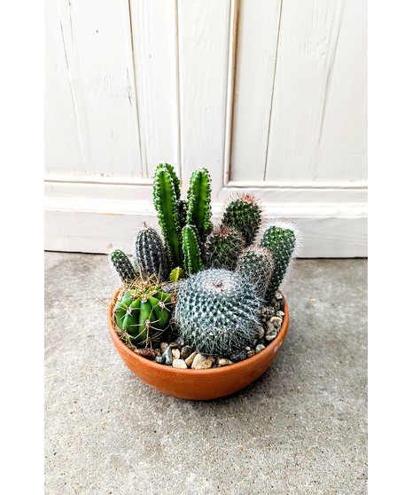 Cactus Garden