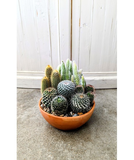 Cactus Garden