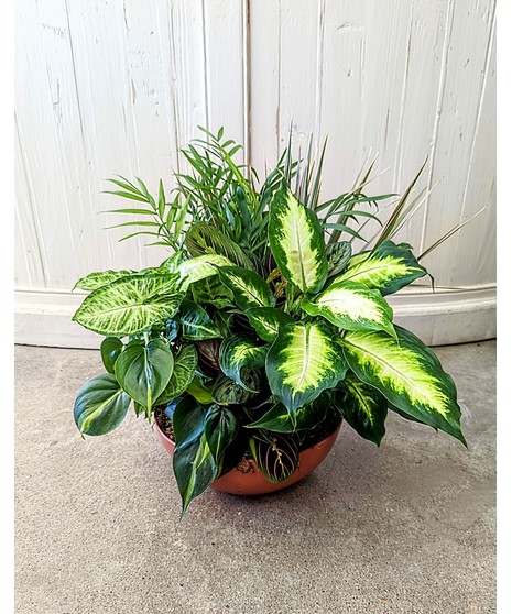 Serene Plant Basket