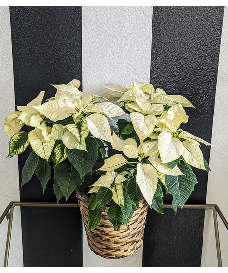 red poinsettia in basket and holiday plaid ribbon