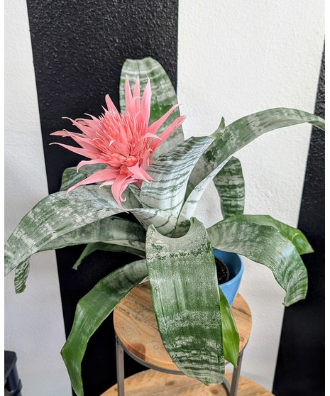 Silver Vase Bromeliad