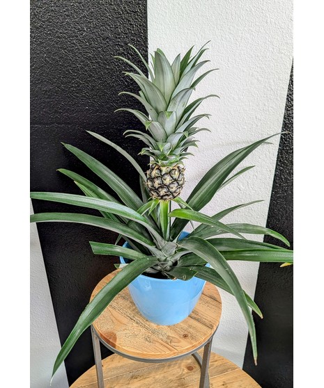 Pineapple Plant