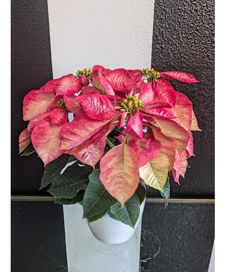 red poinsettia in basket and holiday plaid ribbon