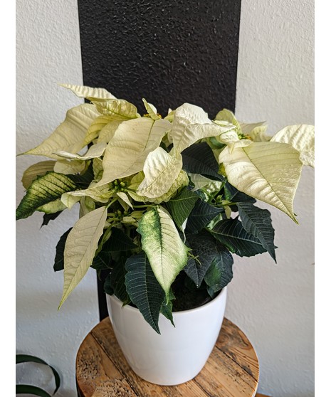 White Poinsettia - Texas Grown