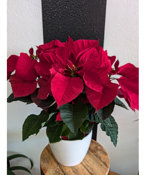 red poinsettia in basket and holiday plaid ribbon