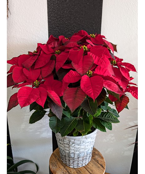 Red Poinsettia - Texas Grown