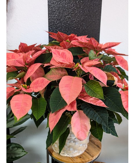 red poinsettia in basket and holiday plaid ribbon