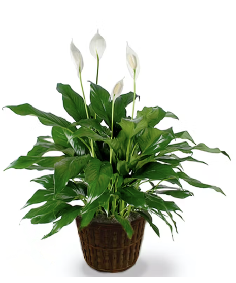 Green Plants
