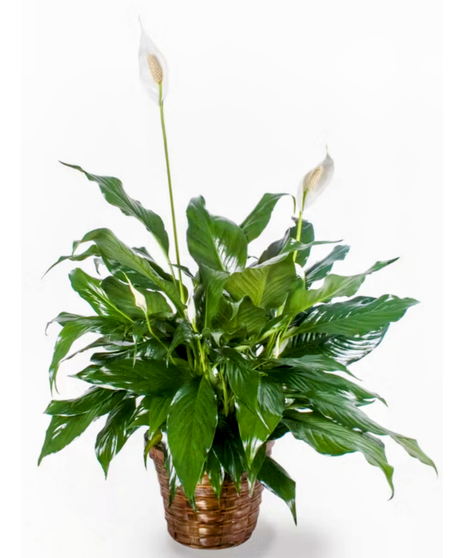 peace lily plant in wicker basket
