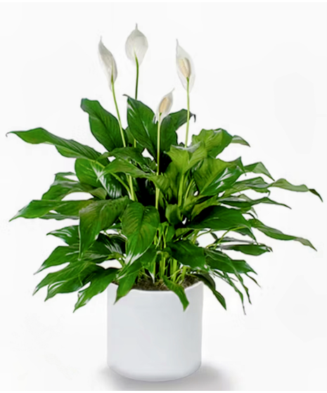peace lily plant in wicker basket