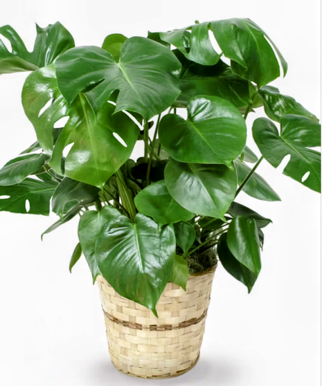 Philodendron