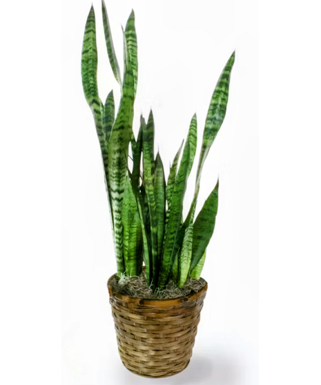 Sansevieria