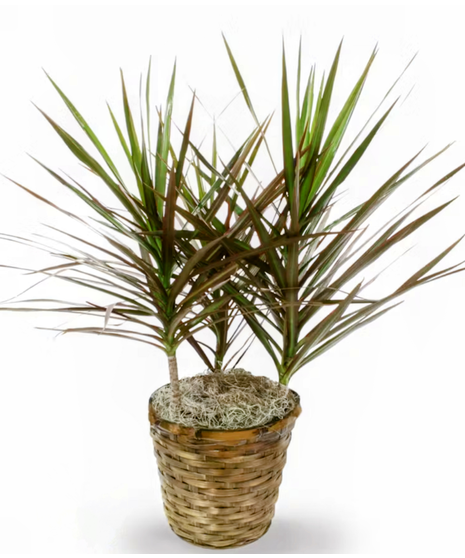 Marginata
