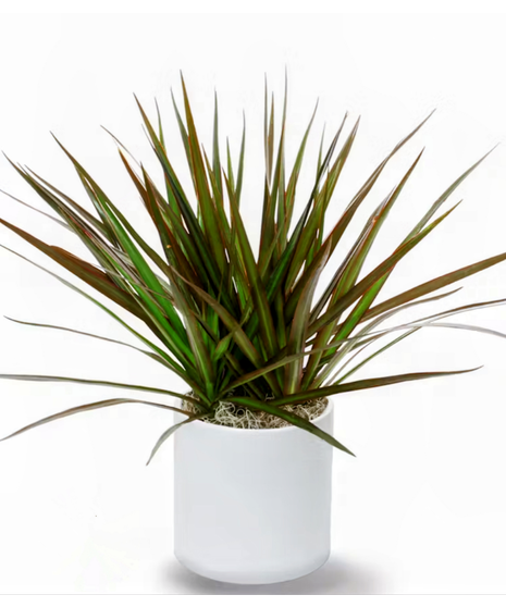 spiny marginata in wicker basket
