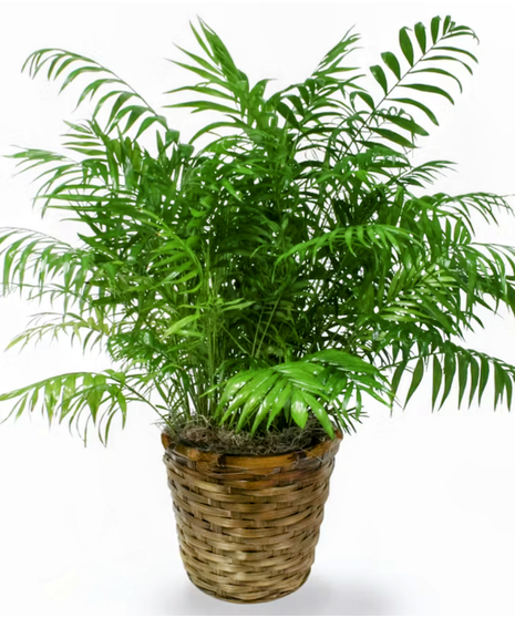 Neantha Bella Palm