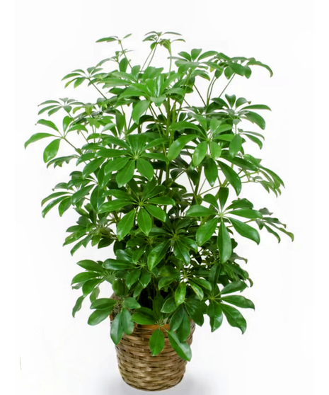 Arboricola