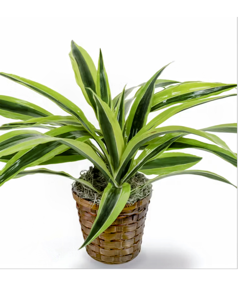 lemon lime warneckii plant in wicker basket