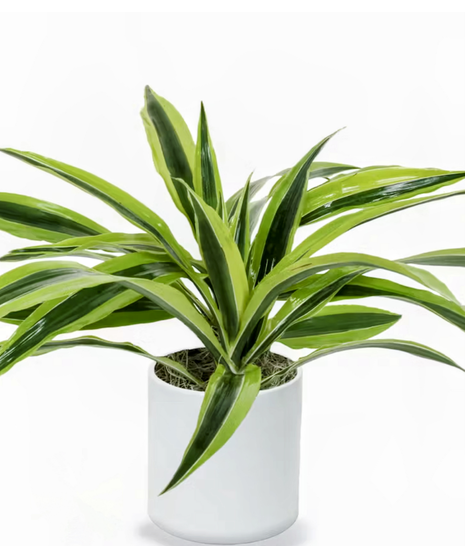 lemon lime warneckii plant in wicker basket