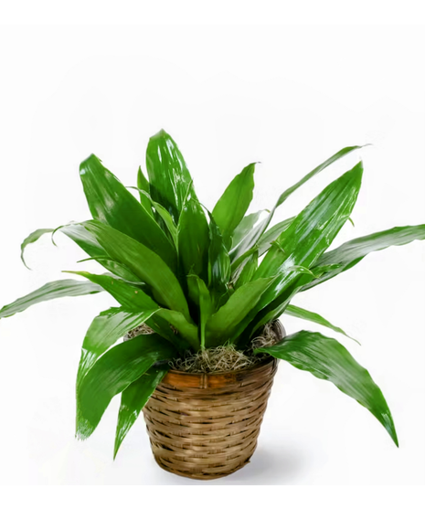 janet craig plant in wicker basket