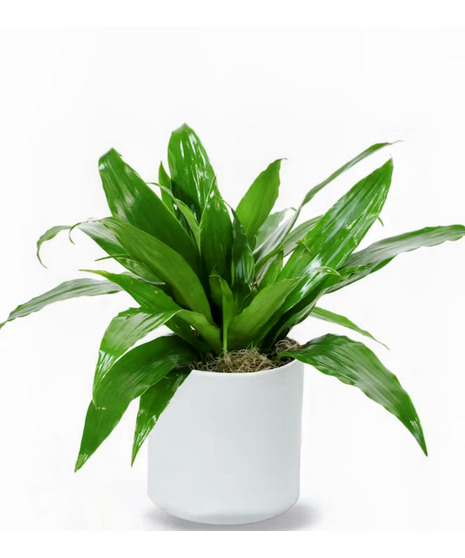 janet craig plant in wicker basket