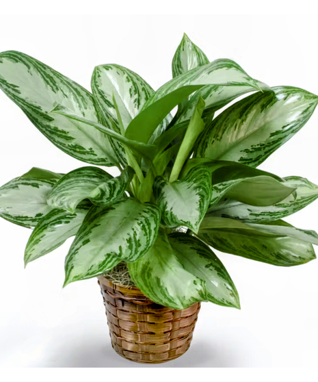 aglaonema plant in wicker basket