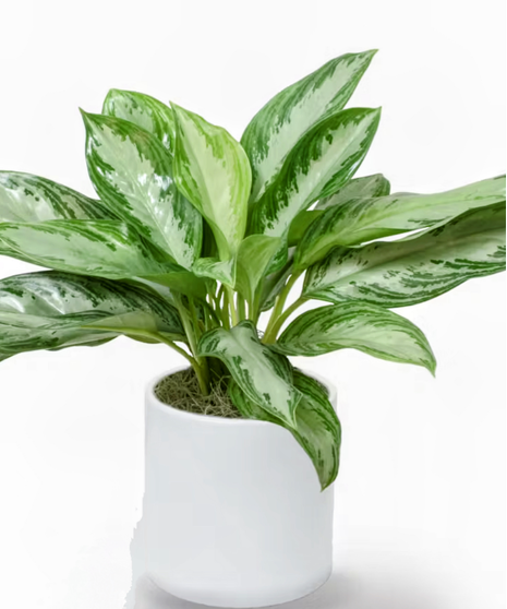 aglaonema plant in wicker basket