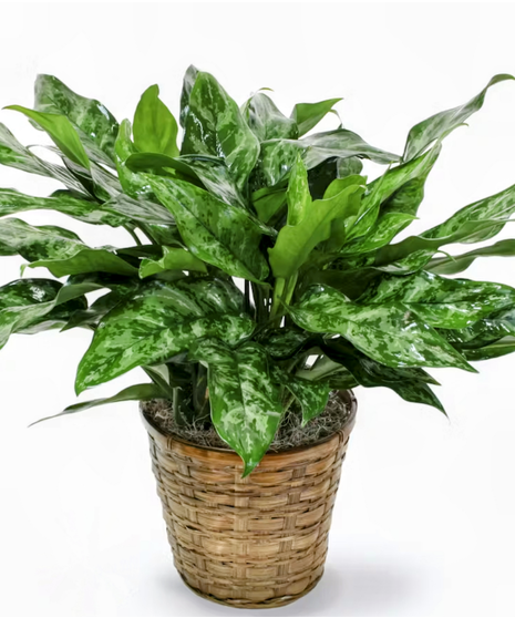 Chinese Evergreen