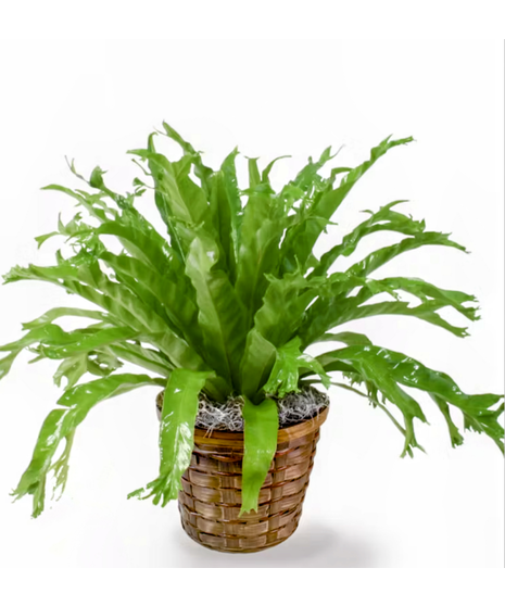 Bird Nest Fern