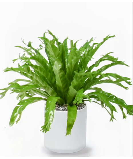 bird's nest fern
