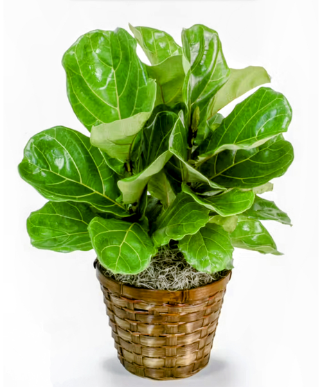 fiddle leaf fig plant