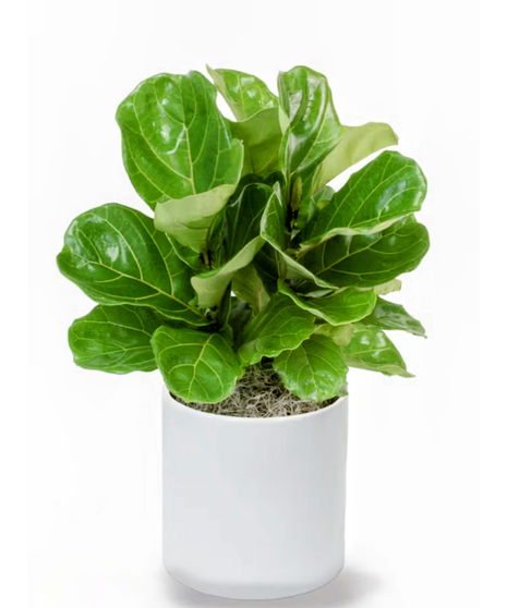 fiddle leaf fig plant